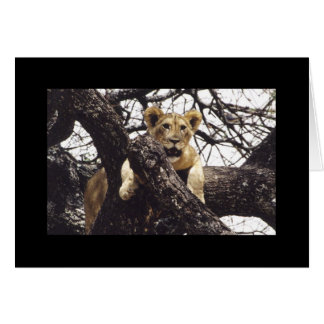 Junges Simba