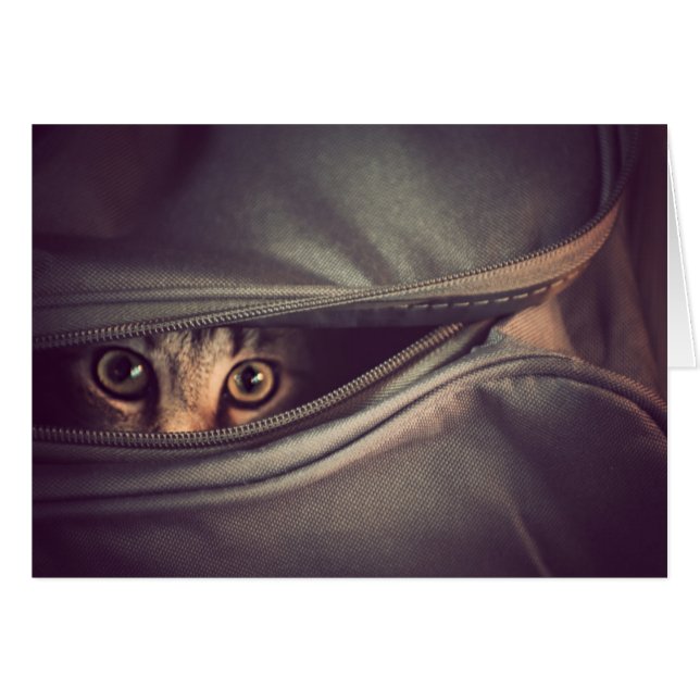 Junges Tabby-Kätzchen (Vorderseite (Horizontal))