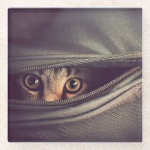 Junges Tabby-Kätzchen Glasuntersetzer