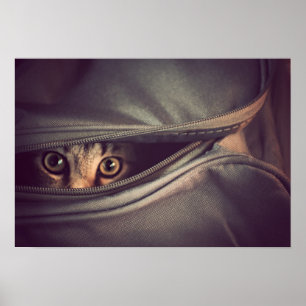 Junges Tabby-Kätzchen Poster