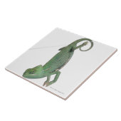 Junges verschleiertes Chamäleon, Chamaeleo Fliese (Seite)