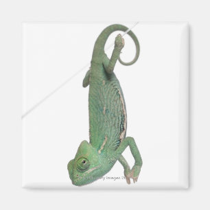 Junges verschleiertes Chamäleon, Chamaeleo Magnet