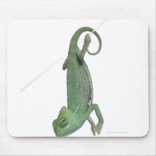 Junges verschleiertes Chamäleon, Chamaeleo Mousepad