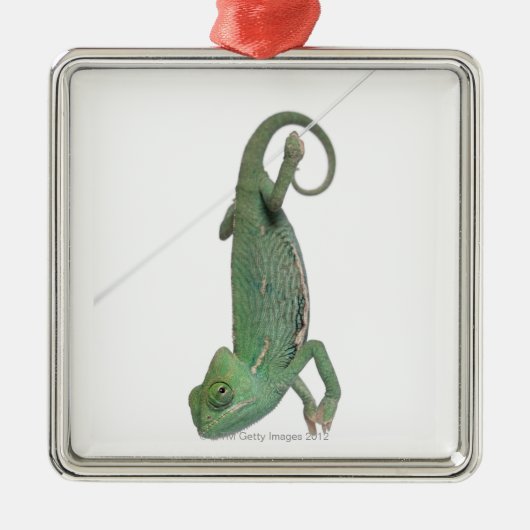 Junges verschleiertes Chamäleon, Chamaeleo Silbernes Ornament (Vorne)