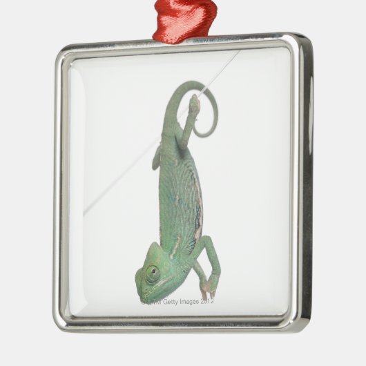 Junges verschleiertes Chamäleon, Chamaeleo Silbernes Ornament (Links)