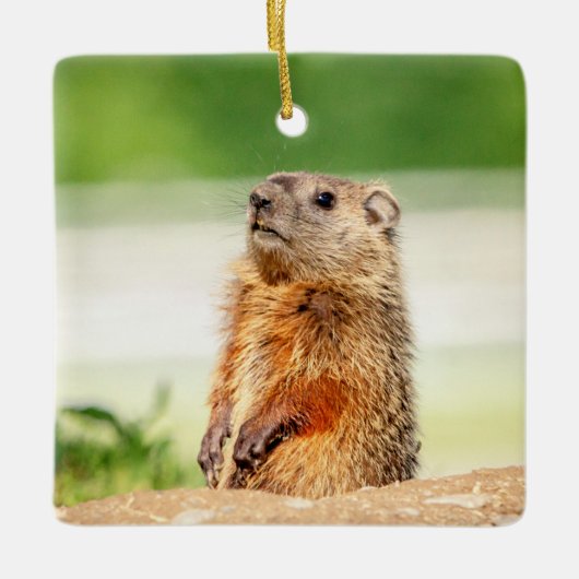 Junges Waldmurmeltier Keramikornament (Vorderseite)