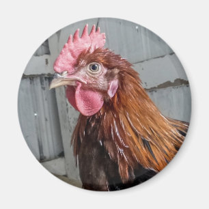 Junges Welsummer Hahn-Huhn Magnet