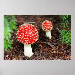 Junges Wulstling muscaria Poster