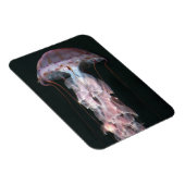 Jungfische, Chrysaora (Pelagia) Magnet (Rechte Seite)