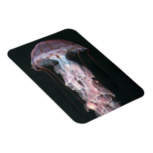 Jungfische, Chrysaora (Pelagia) Magnet (Rechte Seite)