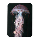 Jungfische, Chrysaora (Pelagia) Magnet (Vertikal)