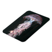 Jungfische, Chrysaora (Pelagia) Magnet (Linke Seite)