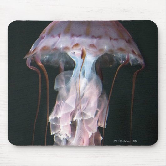Jungfische, Chrysaora (Pelagia) Mousepad (Vorne)
