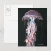 Jungfische, Chrysaora (Pelagia) Postkarte (Vorne/Hinten)