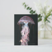 Jungfische, Chrysaora (Pelagia) Postkarte (Stehend Vorderseite)
