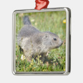 Junggebirgsmarmot im Gras Ornament Aus Metall (Links)