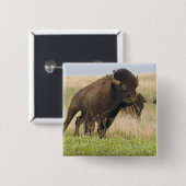 Junggebliebene im Tallgrass Button (Vorne & Hinten)