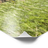 Junggebliebene im Tallgrass Fotodruck (Ecke)