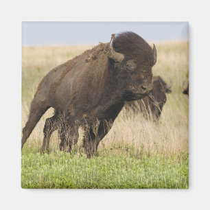 Junggebliebene im Tallgrass Magnet