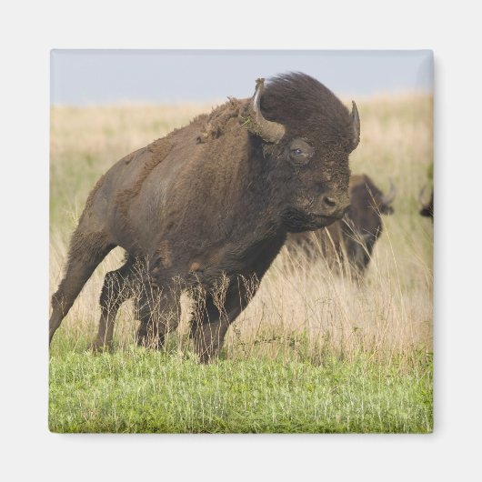 Junggebliebene im Tallgrass Magnet (Vorne)