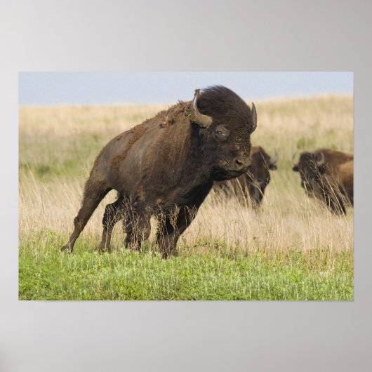 Junggebliebene im Tallgrass Poster (Vorne)