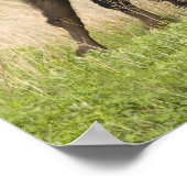 Junggebliebene im Tallgrass Poster (Ecke)