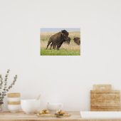 Junggebliebene im Tallgrass Poster (Küche)