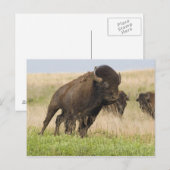 Junggebliebene im Tallgrass Postkarte (Vorne/Hinten)