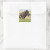 Junggebliebene im Tallgrass Quadratischer Aufkleber (Tasche)