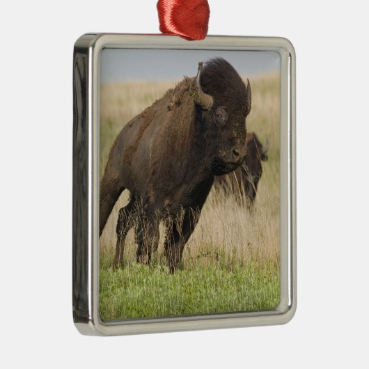 Junggebliebene im Tallgrass Silbernes Ornament (Rechts)