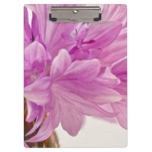 Junggesellenknopf Klemmbrett