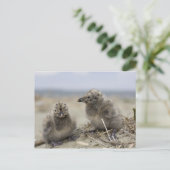 Junghähnchen Postkarte (Stehend Vorderseite)