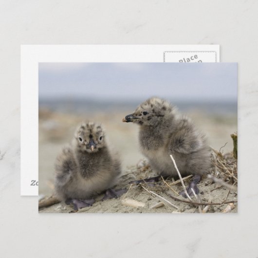 Junghähnchen Postkarte (Vorne/Hinten)