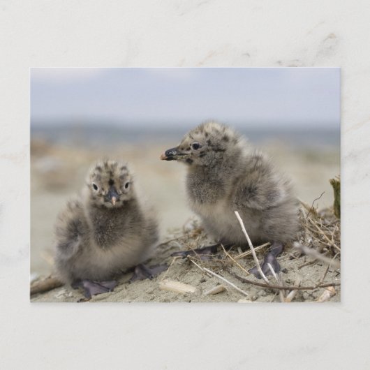 Junghähnchen Postkarte (Vorderseite)