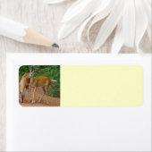 Junghirsche (Insitu)