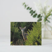 Junghirsche in Pinienbäumen Postkarte (Stehend Vorderseite)
