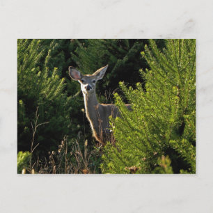 Junghirsche in Pinienbäumen Postkarte