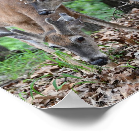 Junghirsche in Velvet Poster (Ecke)