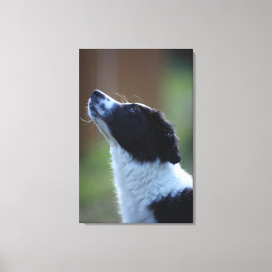 Jungjunge Border Collie Leinwanddruck