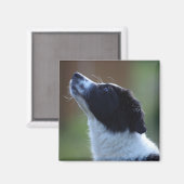 Jungjunge Border Collie Magnet (Vorderseite/Rückseite)