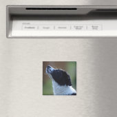 Jungjunge Border Collie Magnet (In Situ (Geschirrspüler))
