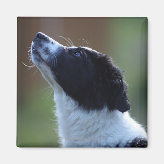 Jungjunge Border Collie Magnet (Vorne)