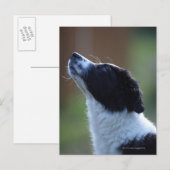 Jungjunge Border Collie Postkarte (Vorne/Hinten)