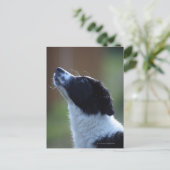 Jungjunge Border Collie Postkarte (Stehend Vorderseite)
