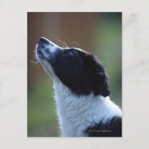 Jungjunge Border Collie Postkarte