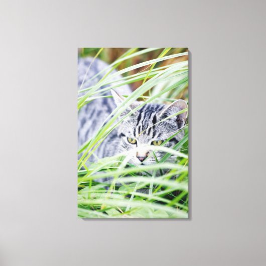 Jungkatze-Portrait Leinwanddruck (Vorderseite)