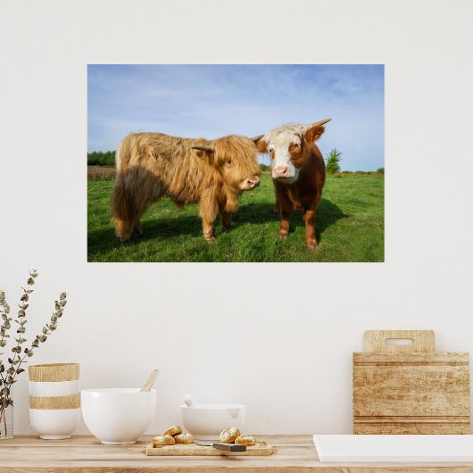 Jungkühe Poster (Küche)