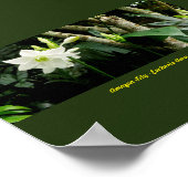 Jungle Amazon Lily - Eucharis Amazonica Poster (Ecke)