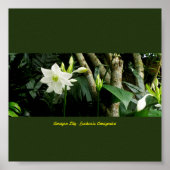 Jungle Amazon Lily - Eucharis Amazonica Poster (Vorne)