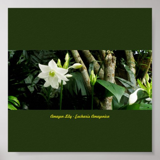 Jungle Amazon Lily - Eucharis Amazonica Poster (Vorne)